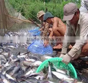 FROZEN PANGASIUS WHOLE ROUND thumbnail-6