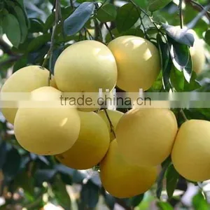 Honey Pomelo (Chinese) thumbnail-1