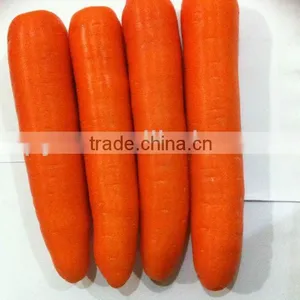 Hot-sell Fresh Carrot thumbnail-3