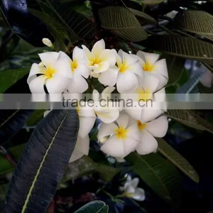 Blooming Plumeria Obtusa thumbnail-6