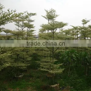 Terminalia Mantaly Tricolor Tree, Outdoor Plant, Variegated Madagascar Almond thumbnail-5