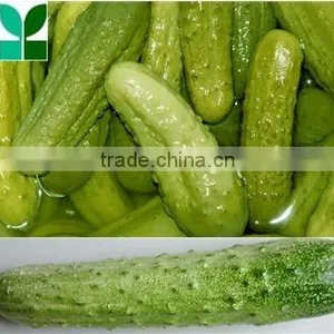 Donghemaoyuan Delicious Salted Cucumber in Drum thumbnail-1