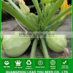SQ08 Yuzhu Round Shape Squash Seeds for Planting, Different Types of Squash Seeds thumbnail-1