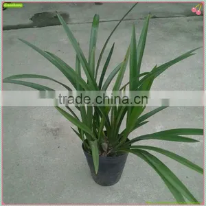 Cymbidium Hybridum Faberi(Peach Beauty) thumbnail-1