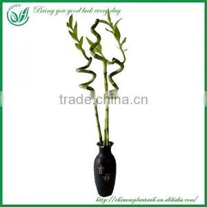 Indoor Decoration Sanderiana Dracaena Spiral Lucky Bamboo Wholesale thumbnail-1