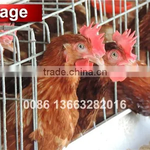 TA NO.1 Reduction Sale Galvanized and Quality Fittings Growing Broiler Chicken Cage thumbnail-2