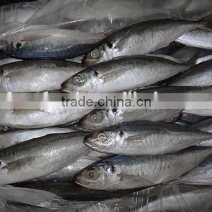 Horse Mackerel/Frozen Mackerel Fish thumbnail-2