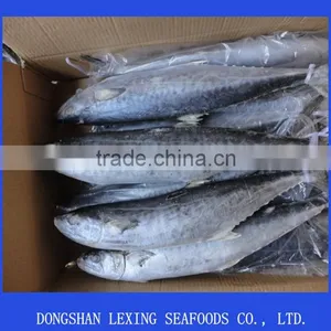 Frozen Spanish Mackerel,IQF,W/R,fresh thumbnail-1