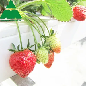 PC Sheet Greenhouse for Hydroponic Fruit/Vegetable thumbnail-2
