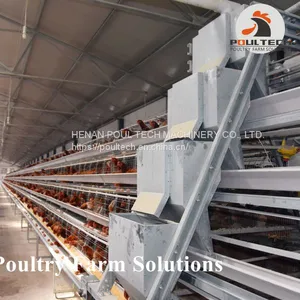 160 Birds of A Type Layer Chicken Cage Equipment With Automatic Equipment thumbnail-1
