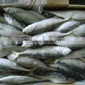 High Quality Horse Mackerel(Decapterus Maruadsi) thumbnail-1