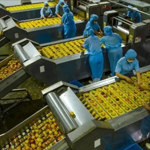 Professional Full Automatic Turnkey Project Canned Fruit Production Line thumbnail-2
