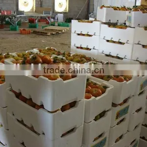 CE&ISO STANDRAD EPS Fish Box Making Machine thumbnail-5