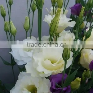 Super Quality OEM Natural Fresh Cut Flower Eustoma thumbnail-4