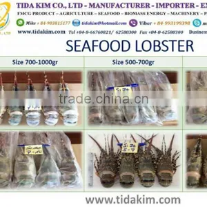 LOBSTER TIDA KIM FRESH LIVE WHOLE ROUND FROZEN P ORNAT US LOBSTER - FROZEN BASA FILLLET - BLACK TIGER SHRIMP thumbnail-1