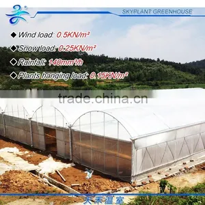 Large 10m Span Multi-Span Plastic Vegetable Greenhouse thumbnail-2