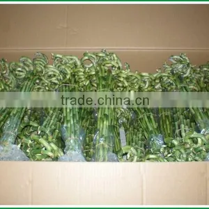 Spiral Lucky Bamboo Stem Bonsai 15cm-100cm Dracaena Sanderiana Indoor Aquatic Feng Shui Plants Nursery Garden Decoration thumbnail-4