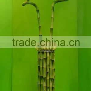 Curly Spiral Lucky Bamboo Arrangement Dracaena Sanderiana Indoor Ornamental Aquatic Feng Shui Plants Nursery Garden Decoration thumbnail-4