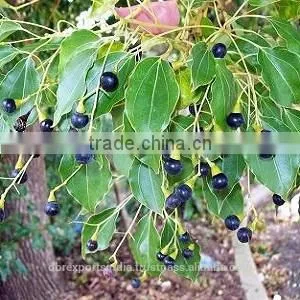 Pure Camphor Oil thumbnail-1