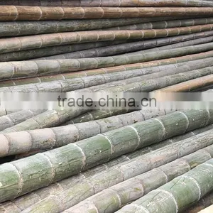 Bamboo Poles and Bamboo Bent Pole thumbnail-4