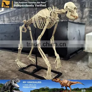 MY Dino-C077 Life Size Dog Skeleton for Decoration thumbnail-4