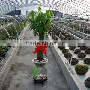 Different Size Pachira Macrocarpa Evergreen Tree Home Flower Plants thumbnail-5
