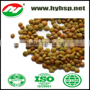 Lentil thumbnail-1