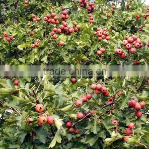 Hawthorn Tree Seedling thumbnail-2