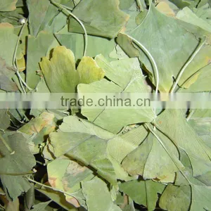Ginkgo Biloba Leaves 50kgs/bag thumbnail-1