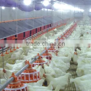 Modern Breeder Chicken Environment Control House thumbnail-1