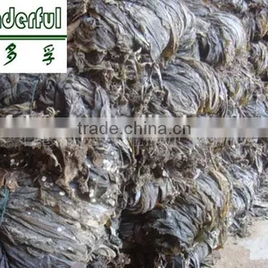 Organic Kelp Cut/ Export to Russia and Ukraine/ Good Healthy Seaweed Food, Wholesale Price thumbnail-3