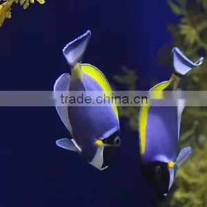 Fish Food Extrusion Technology, Fish Food Production Process thumbnail-1