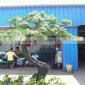 Factory Supply Artificial Podocarpus Tree thumbnail-1