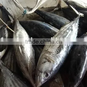 Skipjack Tuna Seafood Price thumbnail-1