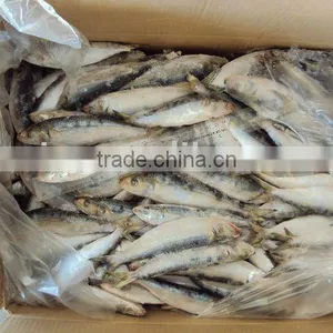 Sardine thumbnail-1