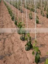 Fiberglass Pultruded Vineyards or Eggplant Support for Outdoor Facility thumbnail-1