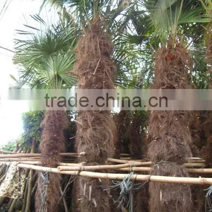 Trachycarpus Fortunei Rootball thumbnail-1