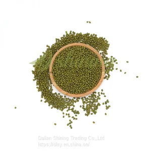 Export Green Mung Bean Sprout Production thumbnail-1