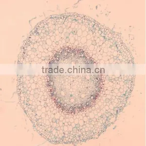 Plant Root Slides , Plant Root Tip Slides , Root Slides of Botany, Root Slides of Root thumbnail-2