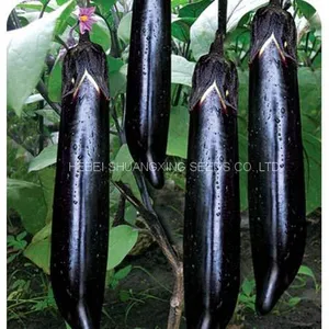 High Yield New-bred Hybrid f1 Eggplant Seeds SXE No.5 thumbnail-1