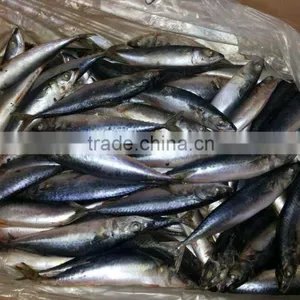 FAO 61 Japanese Mackerel Fish thumbnail-1