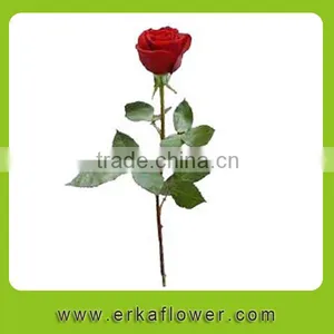Diversified in Packaging Rose Wedding Bouquets thumbnail-5