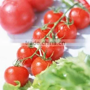 2011 Crop Tomato Paste thumbnail-1