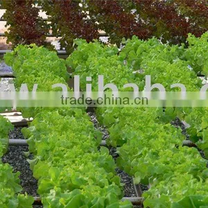 Hydroponics Farming - 06 thumbnail-1