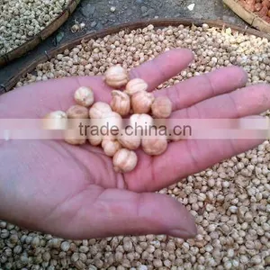 Cardamom / Pai Tong Qua From Indonesia is the Best thumbnail-3
