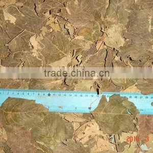 Dried Patchouli, Pogostemus Cablin, Bay Leaf, Orthosiphon Leaf, Moringa thumbnail-1