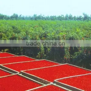 Gojiberry From Our Own Organic Goji Farm thumbnail-2