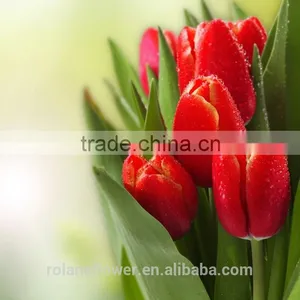 the High Quality Fresh Cut Tulip Bulbs Flower From Yunan thumbnail-6