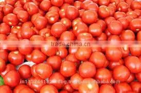 Fresh Ketchup Tomato Exporters in India thumbnail-1