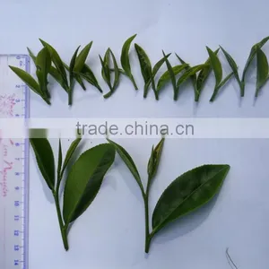 The Best Black Tea From Vietnam thumbnail-4